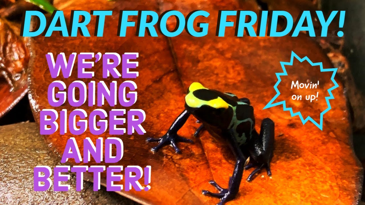 PLANS FOR NEW DART FROG BUILD!