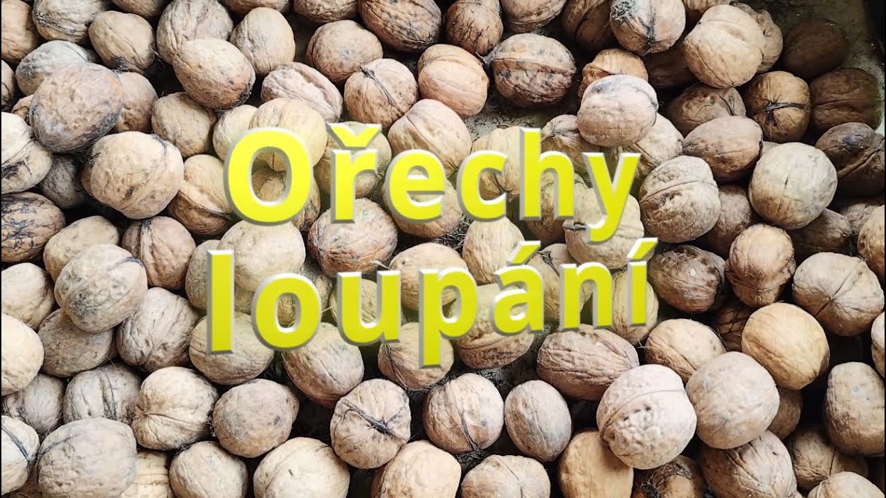 🌰 Louskání VLAŠSKÝCH OŘECHŮ (KAMEŇÁKŮ) 🔨! Tipy, jak Snadno Získat Celá Jádra! 🤩💯