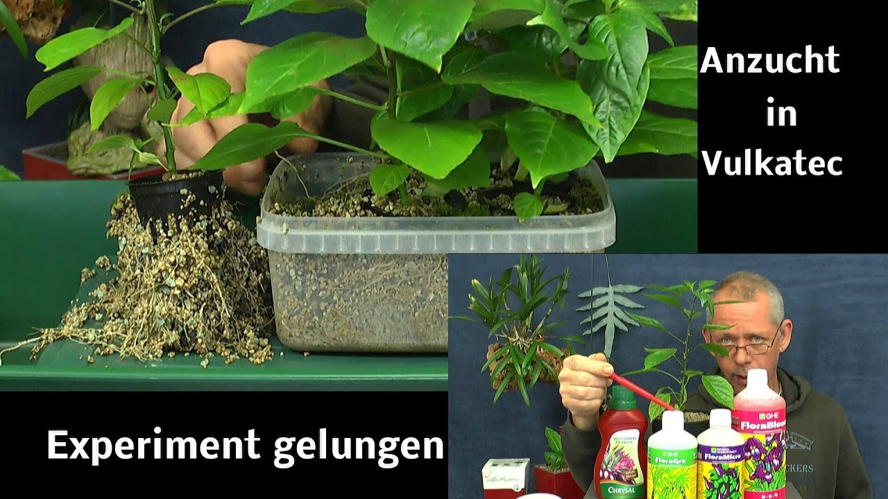 Achtung für Fortgeschrittene. Pflanzen Anzucht Spezial auch für Chili