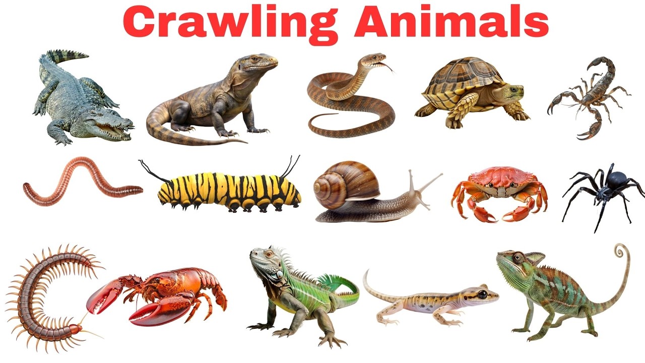 Who Crawls on the Ground? | Animals for Kids
