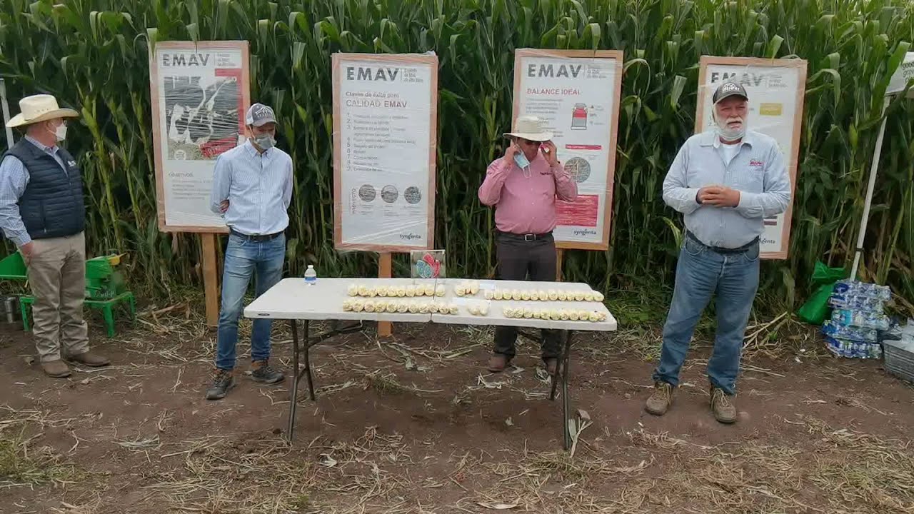 Atider maíz alto rendimiento Maíz en R3, meta de 38 ton/ha MS y/o, mas de 30 ton/ha de Grano al 14%
