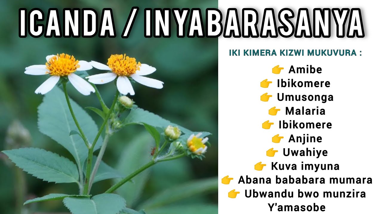 🌱AKAMARO GATANGAJE K'ICANDA / INYABARASANYA by Arnaud Bikorimana