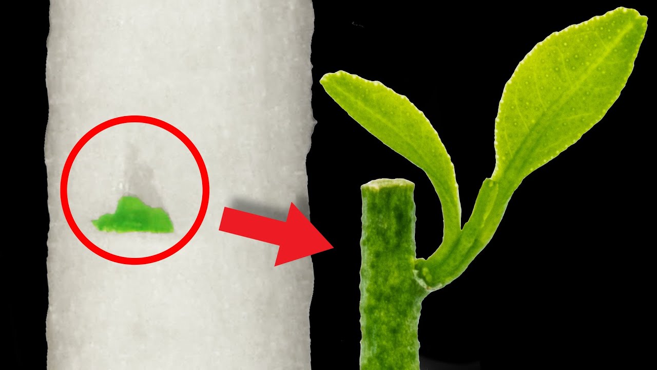 Grafting Citrus Trees under a Microscope
