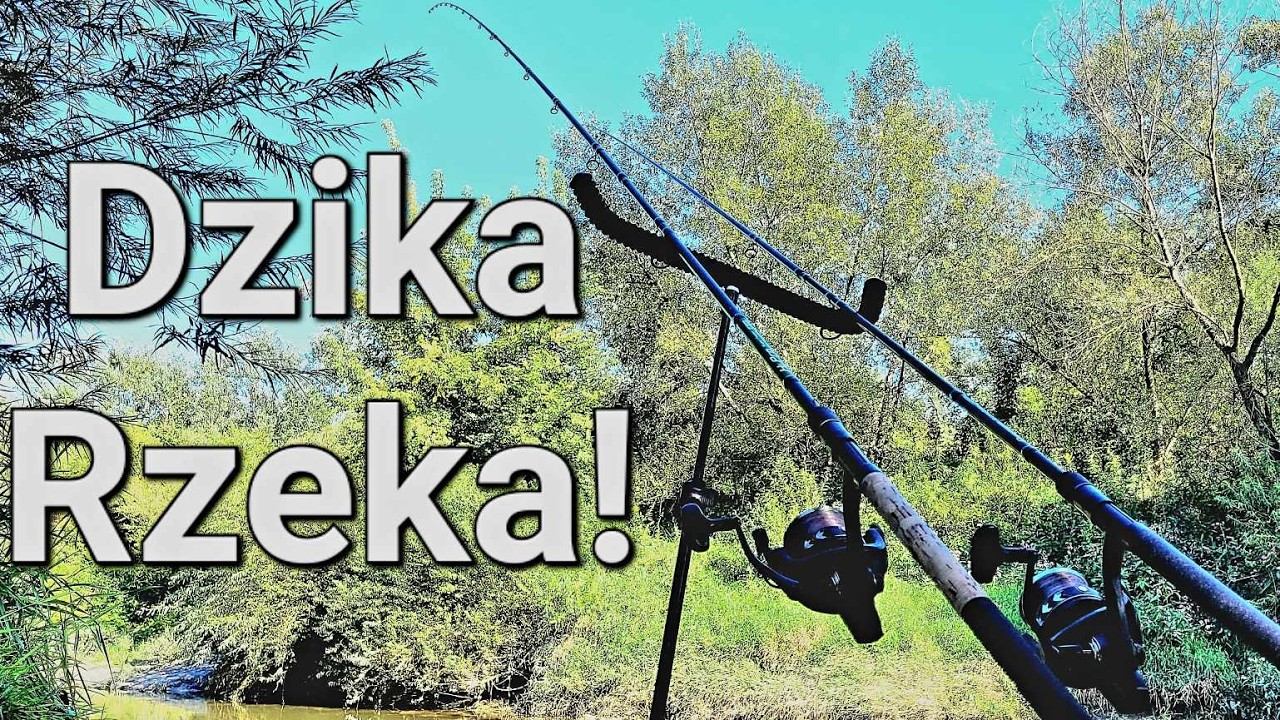 Przeklęta Dzika Rzeka! Klasyczny Rzeczny Feeder! Wędkarstwo Feederowe PZW