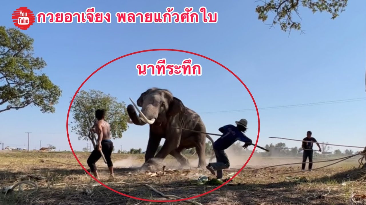 EP.1 🛑 นาทีระทึก…โคตร เสี่ยง❌ช้างตกมัน‼️คลุ้มคลั่ง ไม่ยอมให้เข้าใกล้⚠️จะมีวิธีจัดการ ยังไง ⁉️