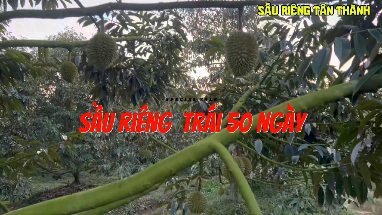 sầu riêng r6 trai 50 ngày