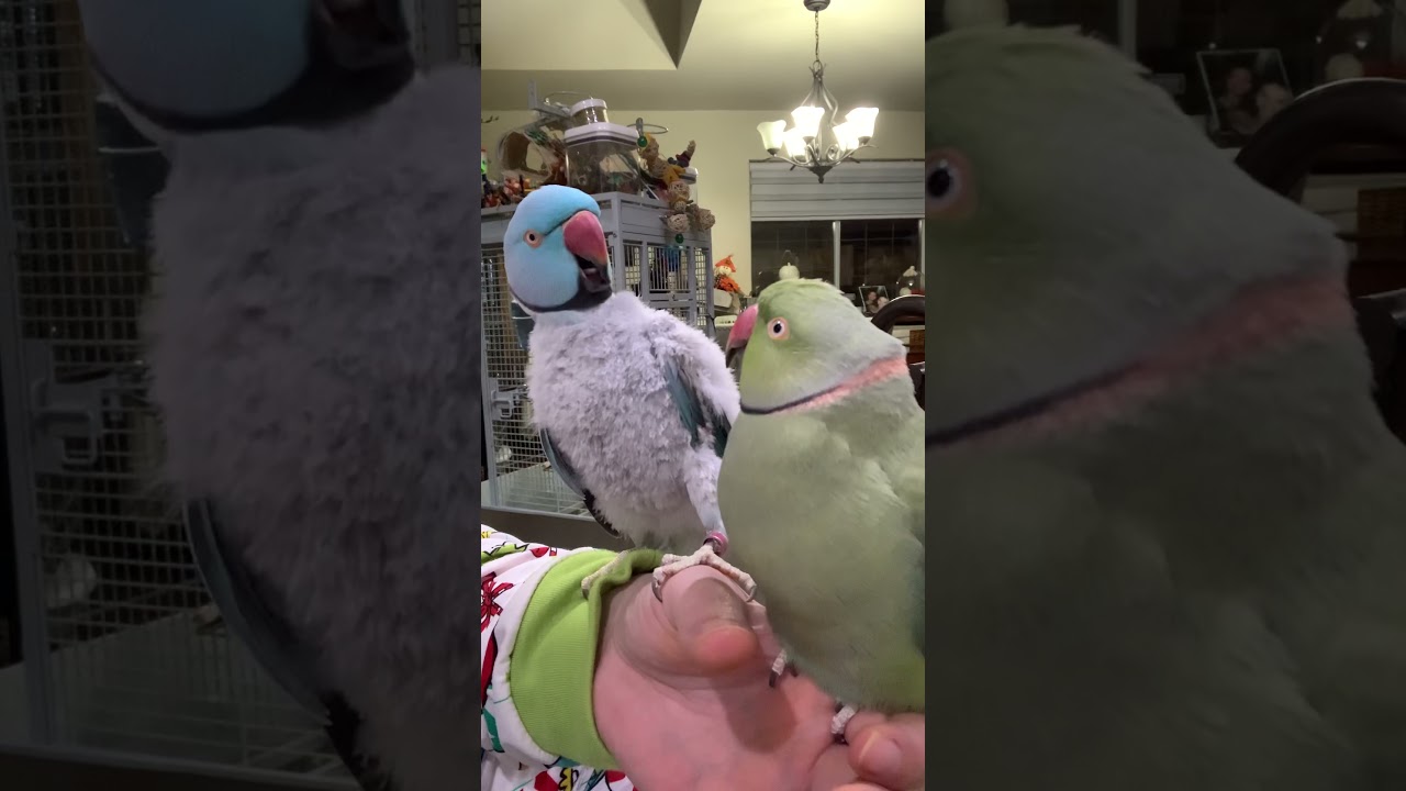 We are coming back to YT! Christmas Day kisses