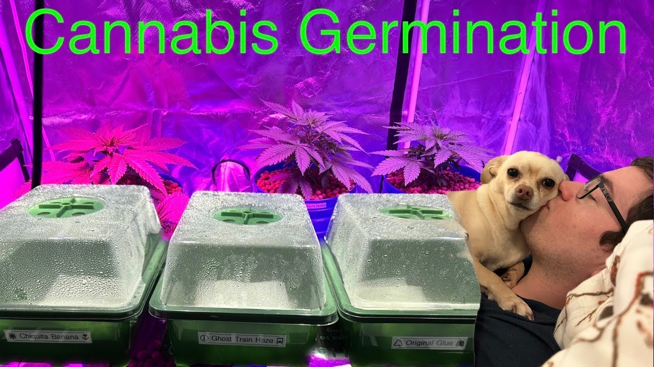 Germination Cannabis Seeds | April 2023