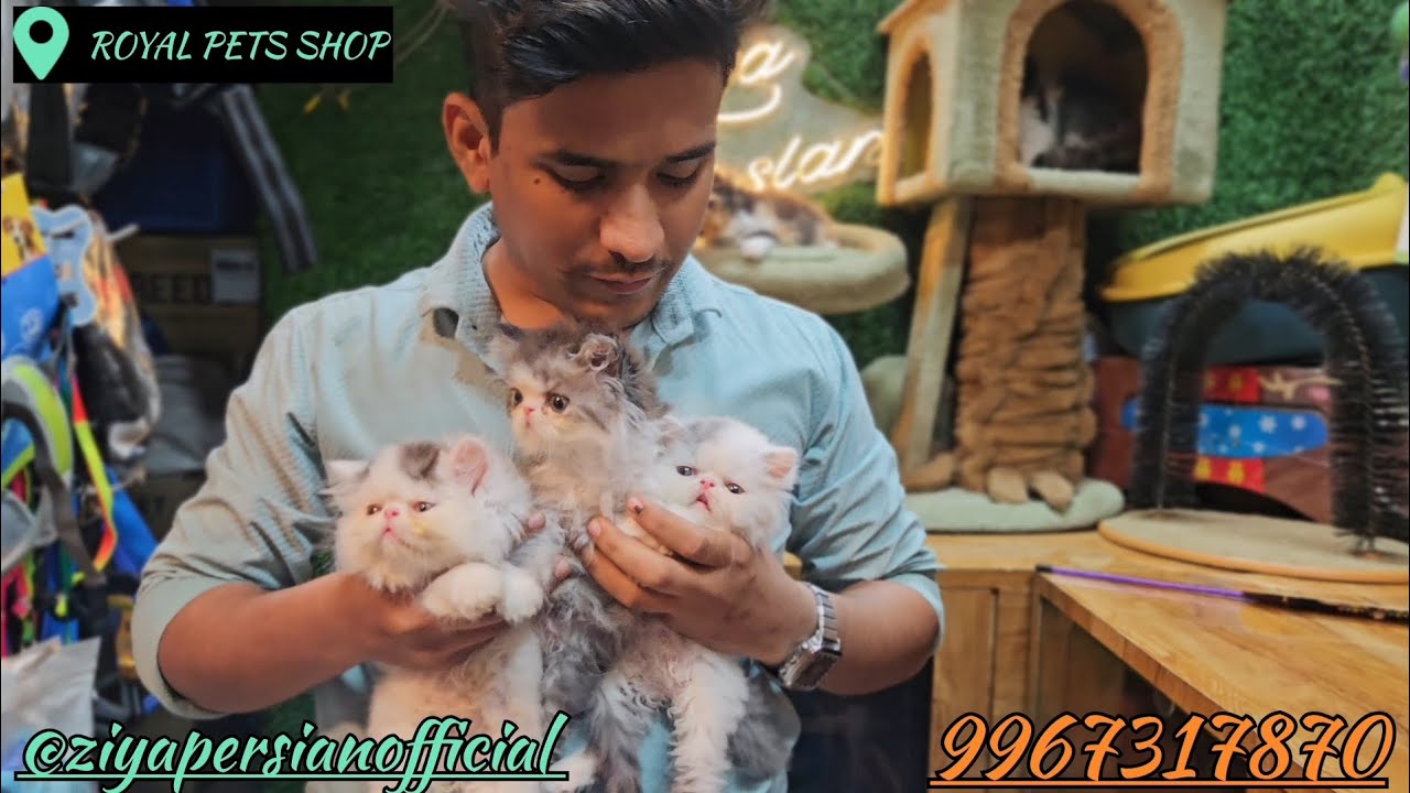 PERSIAN CAT KITTEN🤩 EXTREME QUALITY 😍BEAUTIFUL KITTEN 🎉LOW PRICE KITTEN IN MUMBAI💫
