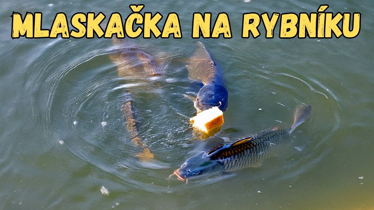 🎣Mlaskačka 🍞 lov kapra a amura z hladiny so Sbirolinom🎣