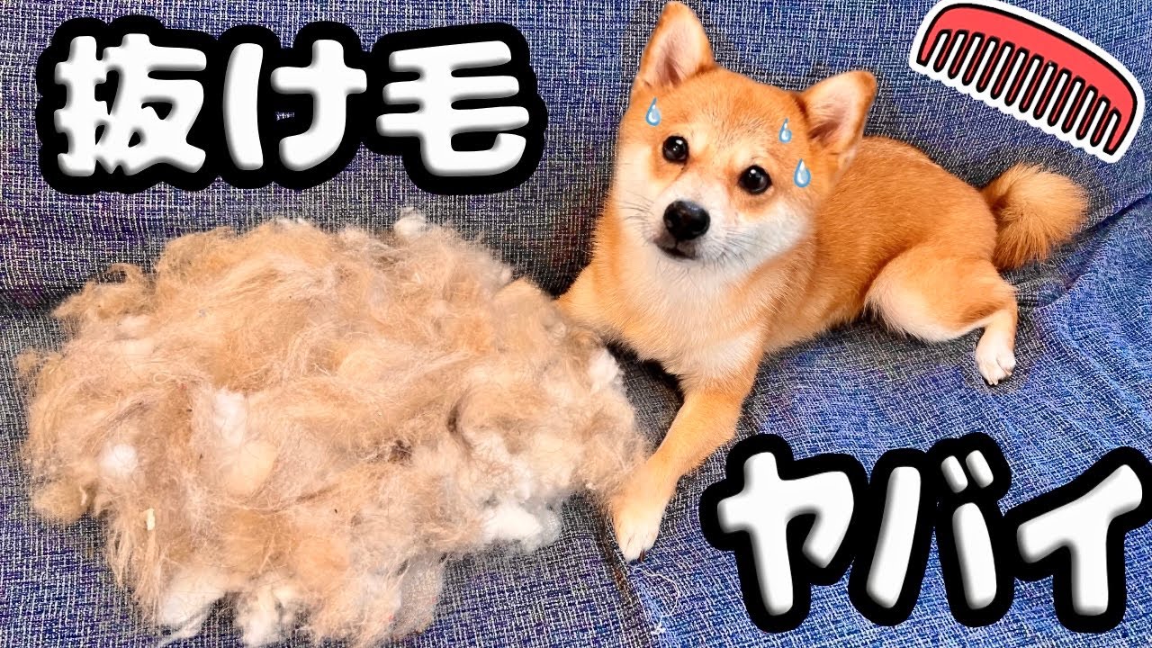 【 理不尽な毛量 】柴犬と猫のごっそり 大量抜け毛！最強ブラシ 掃除機 ファーミネーターで対策するも...(#にゃんてわんだふる)