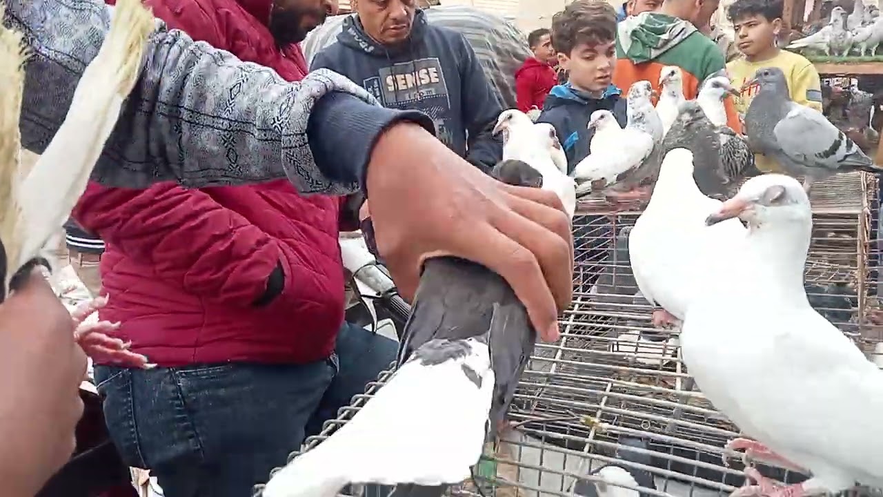 مش هتصدق الاسعار 😱 في سوق المحله الكبرى #النجار_فوق 