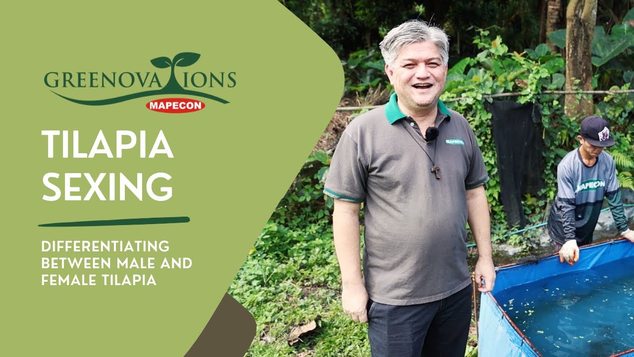 ORGANIC TILAPIA FARMING: Tilapia Sexing | How to Differentiate between Males and Females