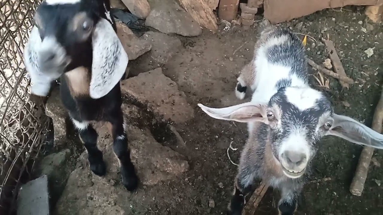 Los hermanitos llamando a su mam&aacute;, cabritos esperando ser amamantados, #cabras#GOAT#animales#natural