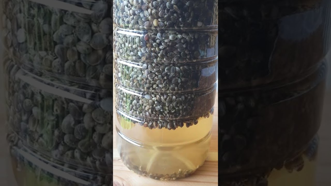 Soaking hemp seeds for fishing, fast timelapse