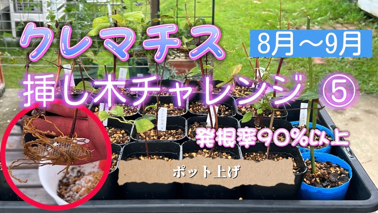クレマチス挿木チャレンジ⑤💠発根率90%以上‼️ポット上げ