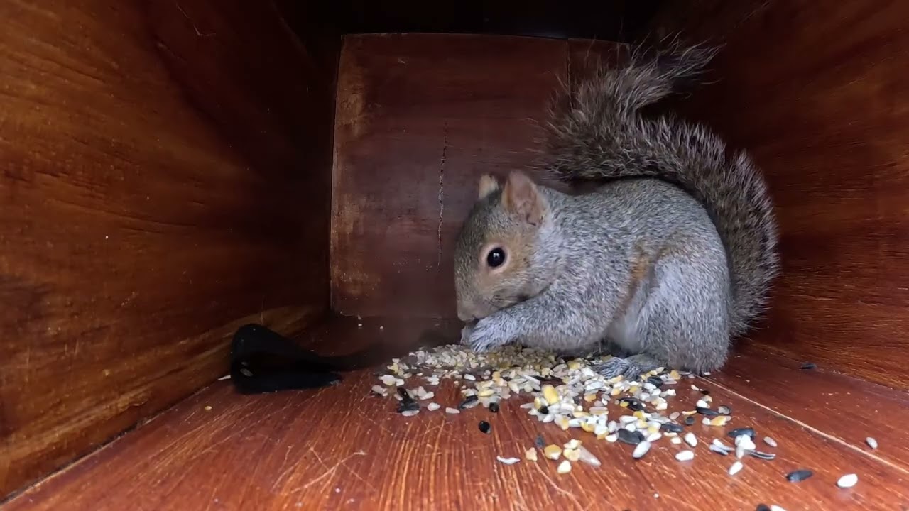 Critter Cam - 1-6-26 - Little rain, mainly squirrels and sparrows.