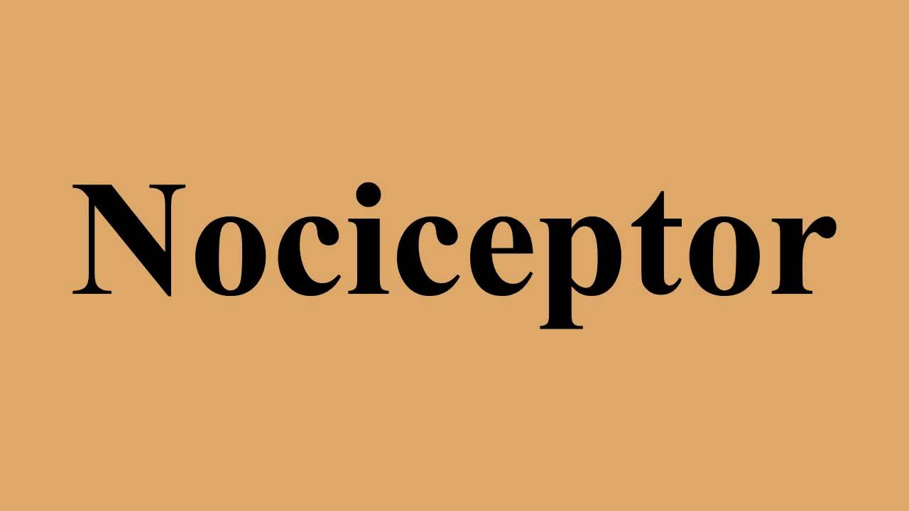 Nociceptor