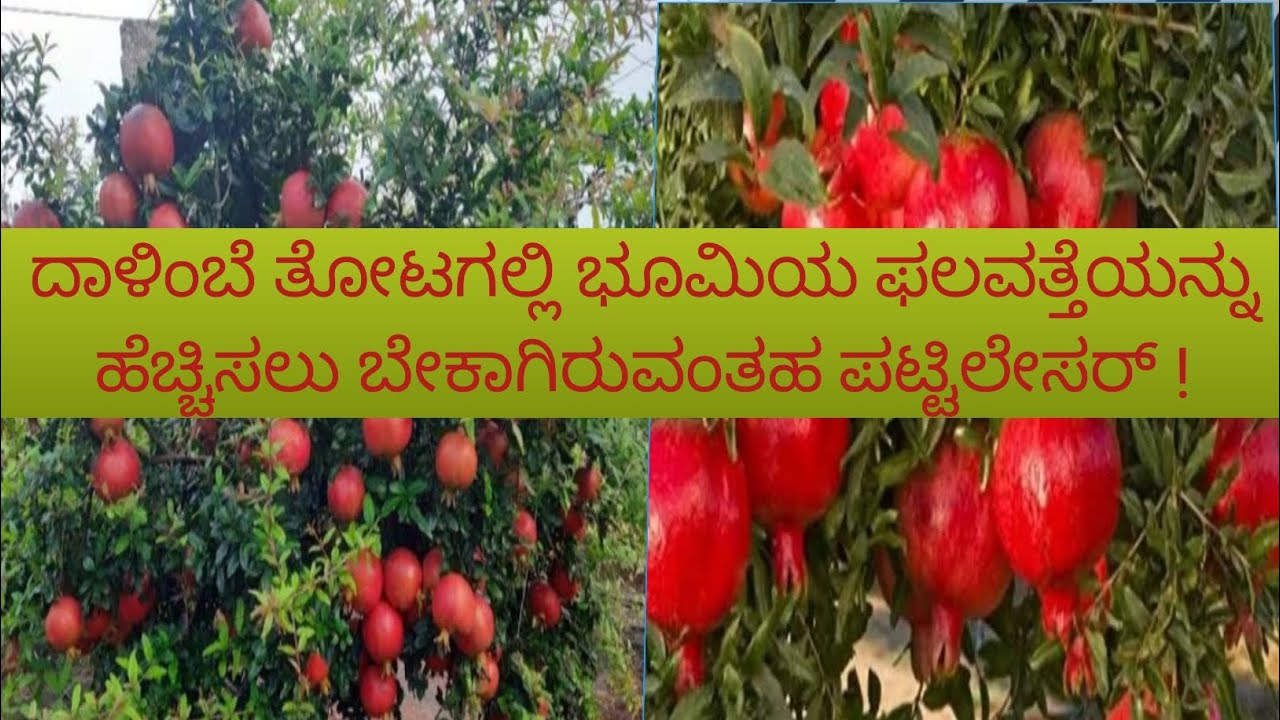 ದಾಳಿಂಬೆ ತೋಟದಲ್ಲಿ ಭೂಮಿಯ ಫಲವತ್ತತೆಯನ್ನು ಕಾಪಾಡಿಕೊಂಡು ಎಕ್ರೆಗೆ 20 ಟನ್ ಬೆಳೆಯಬಹುದು.