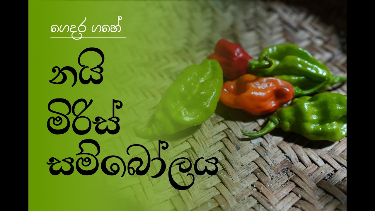 HOW TO MAKE KOCHCHi SAMBOLA |CHILLI SAMBOL |ගෙදර කොච්චි |නයි මිරිස් ගහේ සම්බෝල හදමු