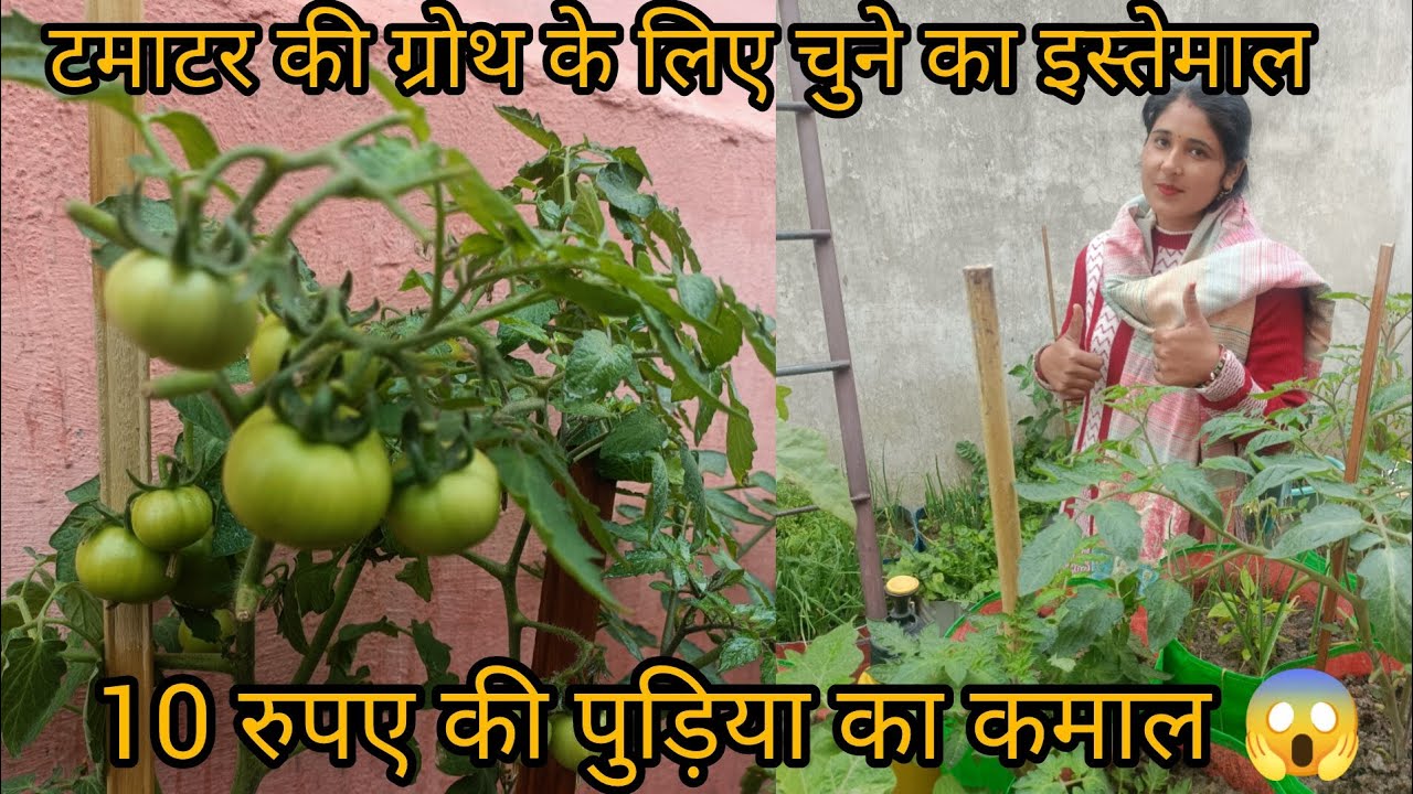 😱टमाटर के ग्रोथ के लिए चुने का इस्तेमाल🍅🍅🍅#poojagarden #youtube #organicgarden 