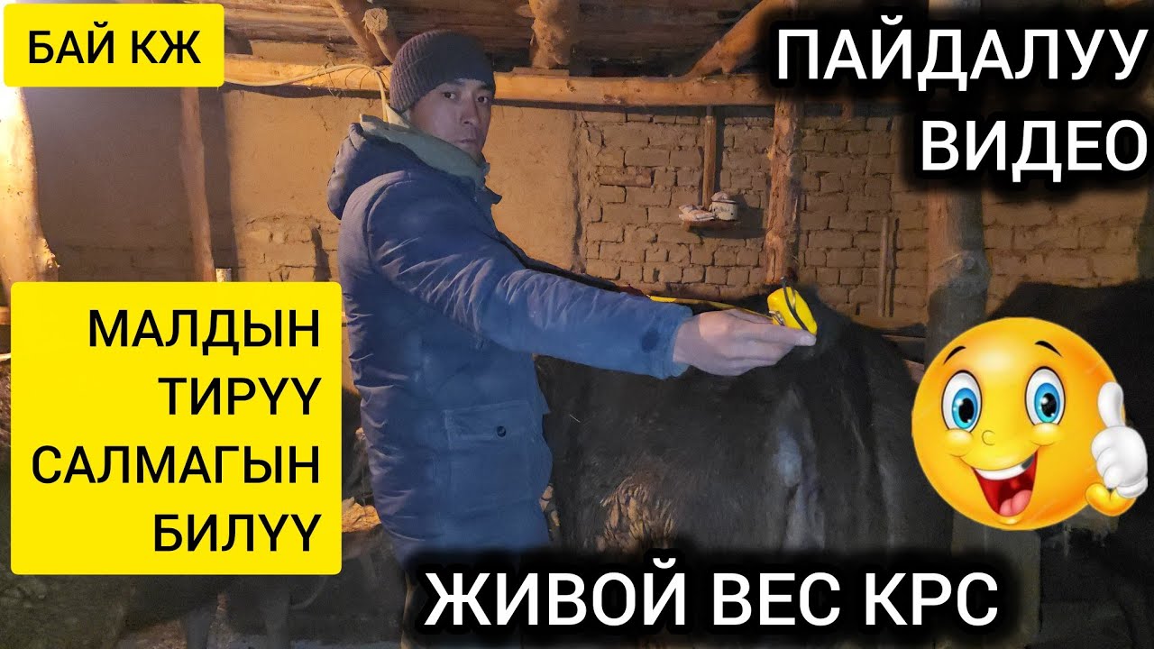 Малдын салмагын Кантип  чыгарабыз  Тирүү Салмагын Пайдалуу Видео #байкж 