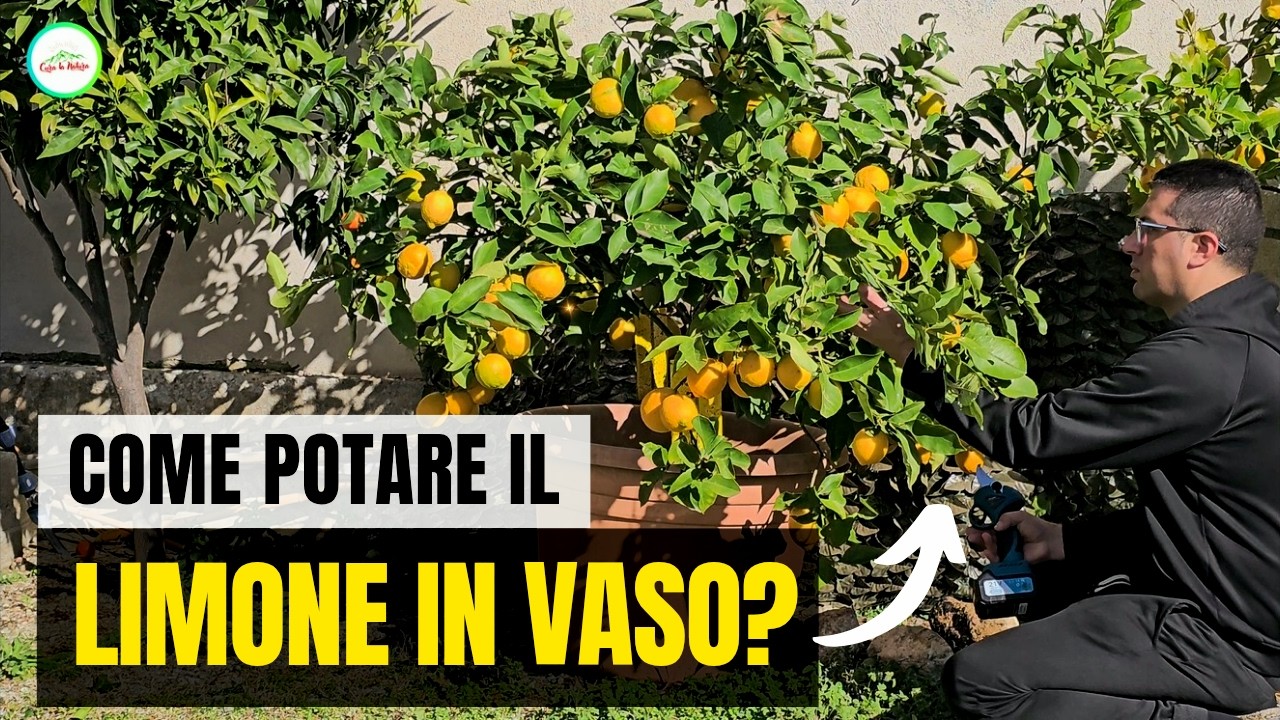 COME POTARE IL LIMONE IN VASO IN MODO DA NON ROVINARE LA PIANTA MA SOPRATTUTTO FARLA FRUTTIFICARE