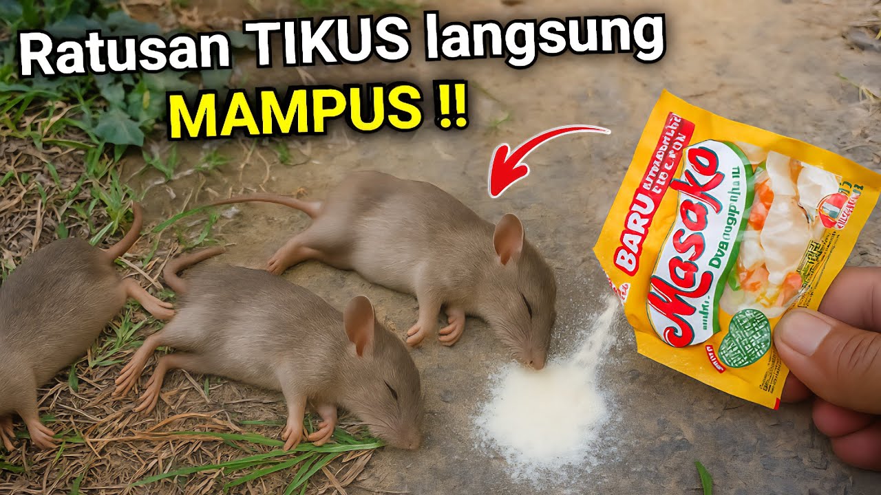 Cukup di taburkan saja‼️Tikus MATI dalam SEKEJAP