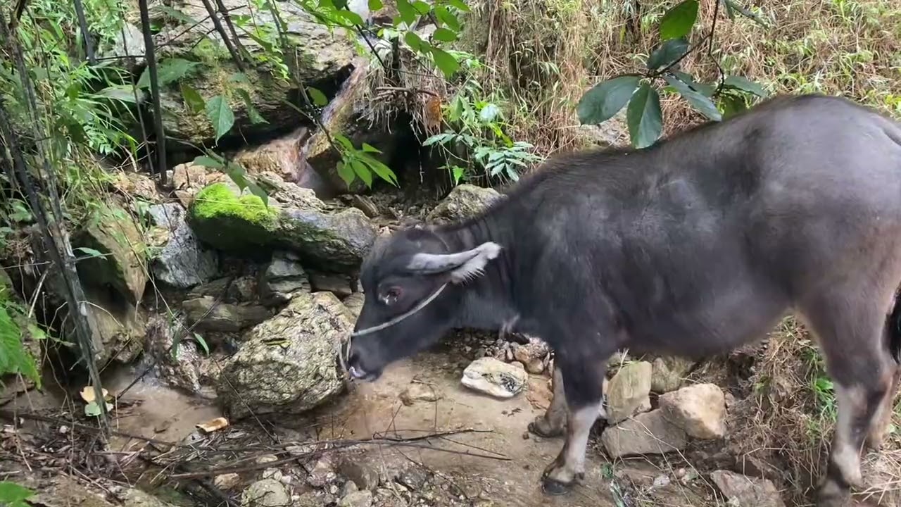 Công việc  trên núi trong những ngày trời lạnh giá 