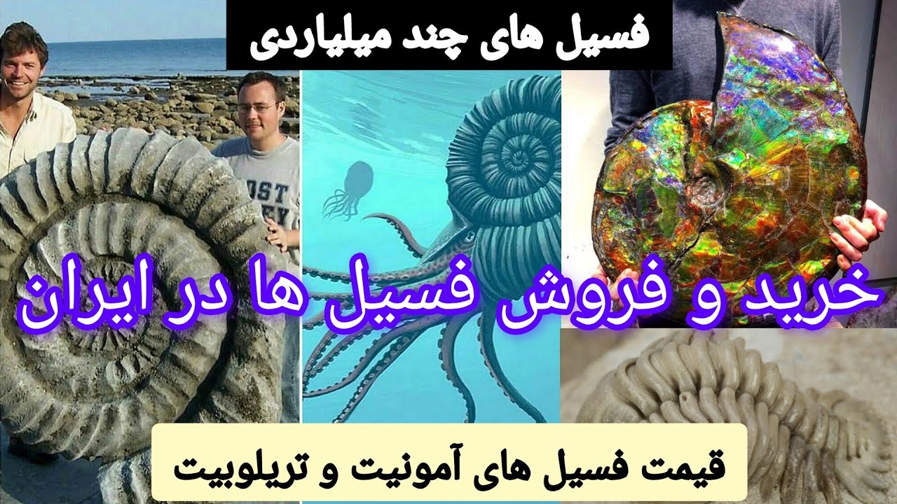 فسیل و قیمت انواع گونه های آمونیت و تریلوبیت + فروش فسیل سال ۱۴۰۴