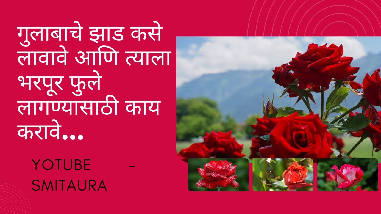 ROSE GARDENING SECRET TIPS |  गुलाबाचे झाड कसे लावावे आणि त्याला भरपूर फुल लागण्यासाठी काय करावे