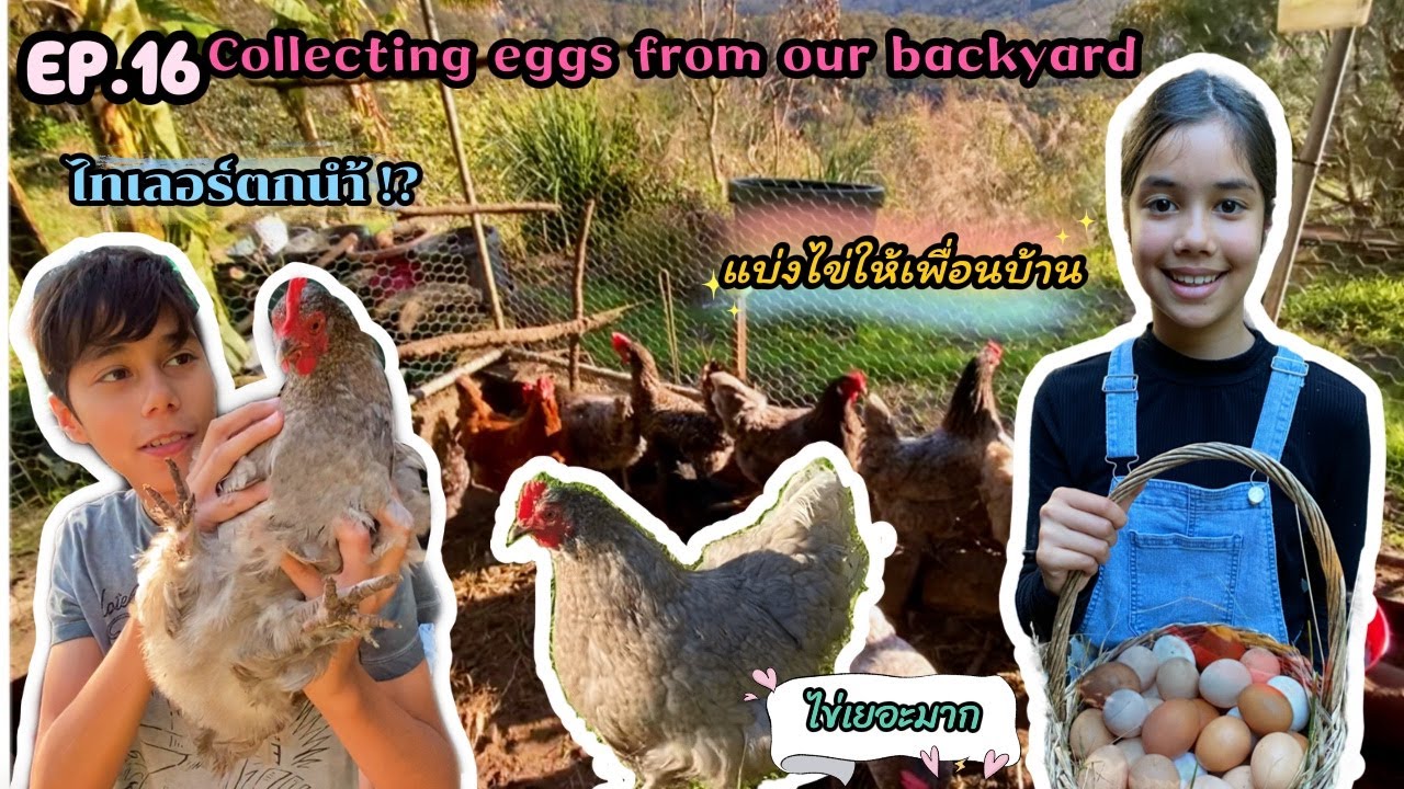 Ep.16 AusThai Life | เก็บไข่ไปแบ่งเพื่อนบ้าน Collecting eggs from our back yard.
