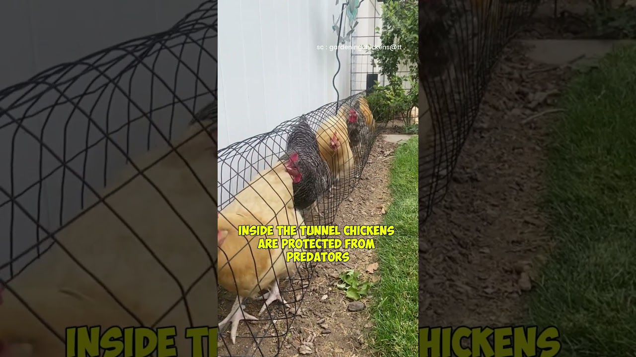 Tunnel Chicken Coop: Modern Farming Innovation for Healthy & Productive Chickens