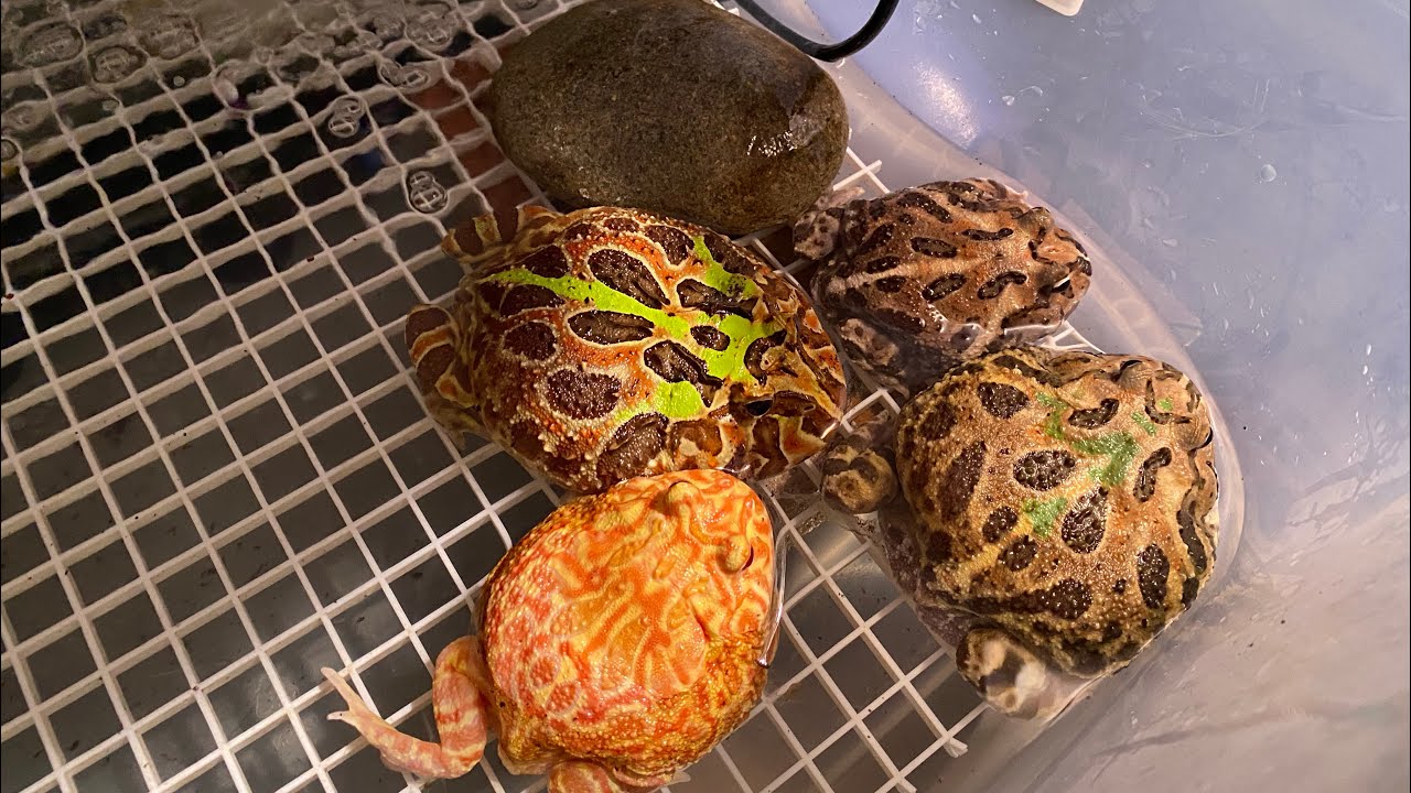 D.I.Y Rain chamber ￼ for Pac-Man frog breeding