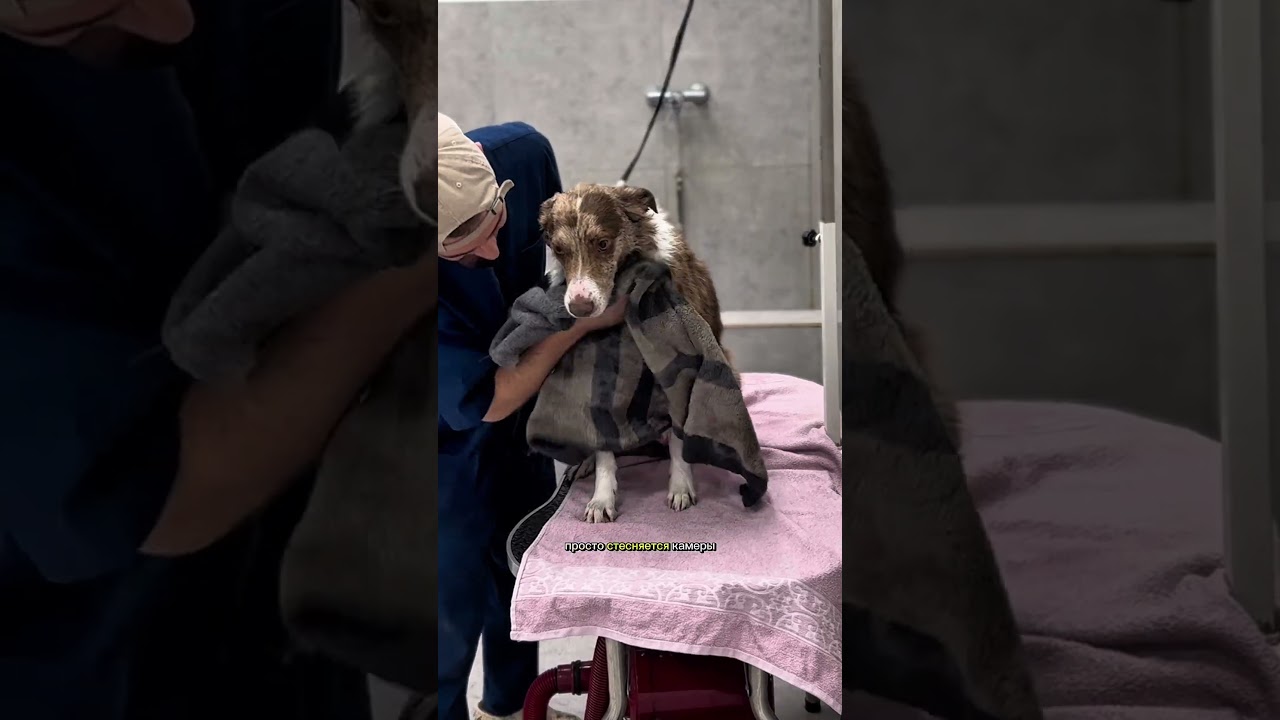 БОРДЕР-КОЛЛИ МАНГО В ГРУМИНГ-САЛОНЕ #собаки #груминг #тбилиси #грузия #grooming #tbilisi #georgia