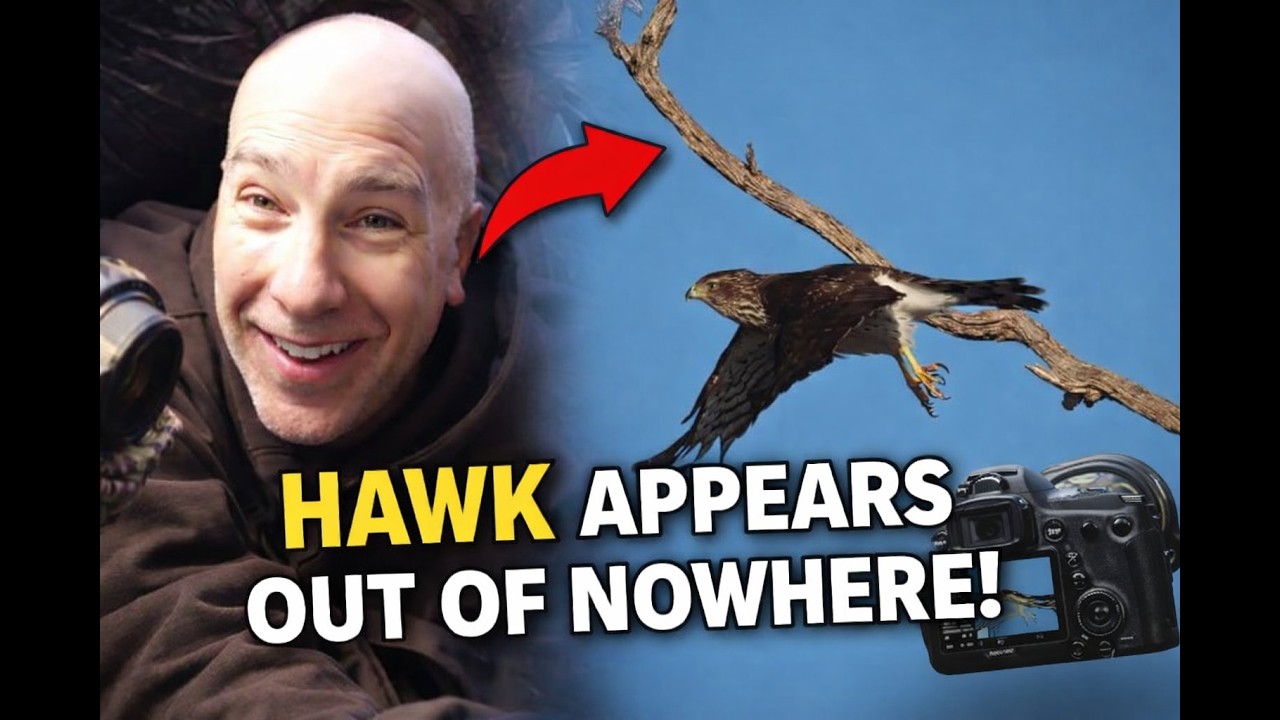 I Photographed This Hawk That Dropped In Without Warning