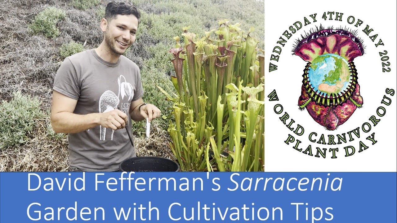 David Fefferman's Sarracenia Garden with Cultivation Tips