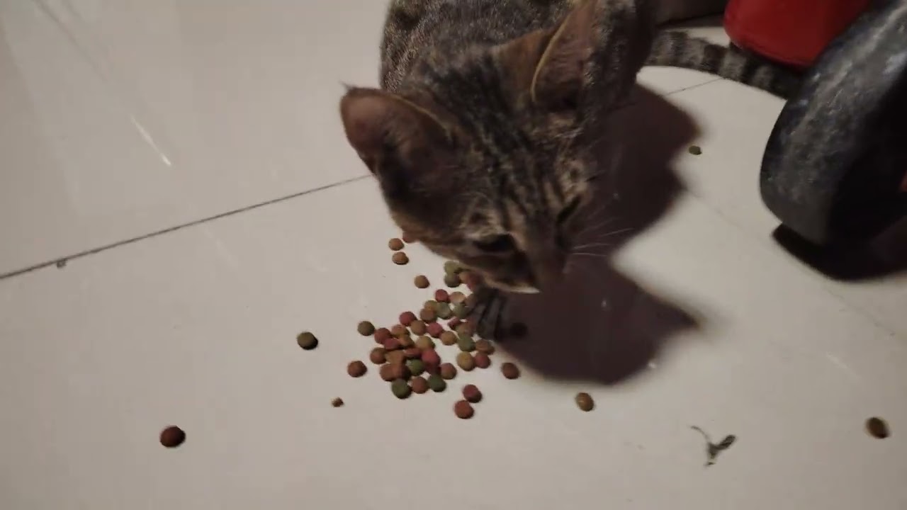 IF A CAT VOMITS, IT IS EITHER POISONED OR HAS WORM. I BROUGHT MEDICINE