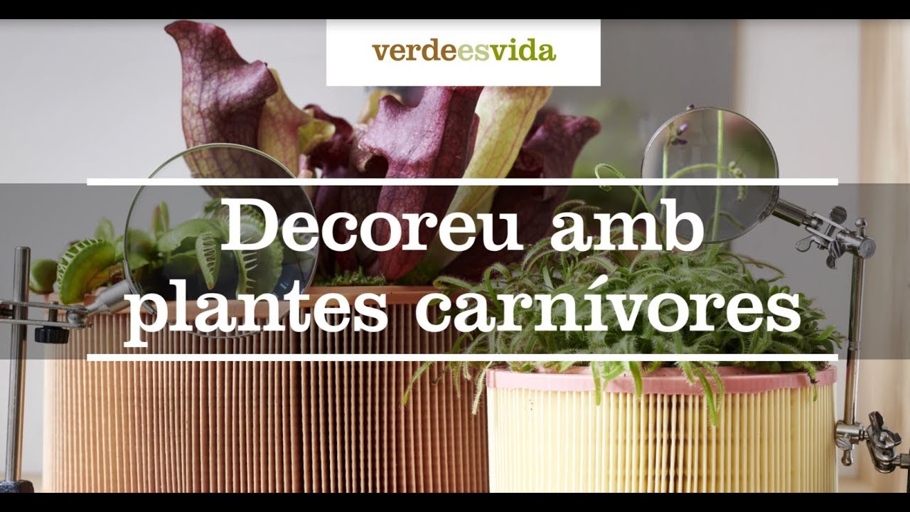 Decoreu amb plantes carnívores