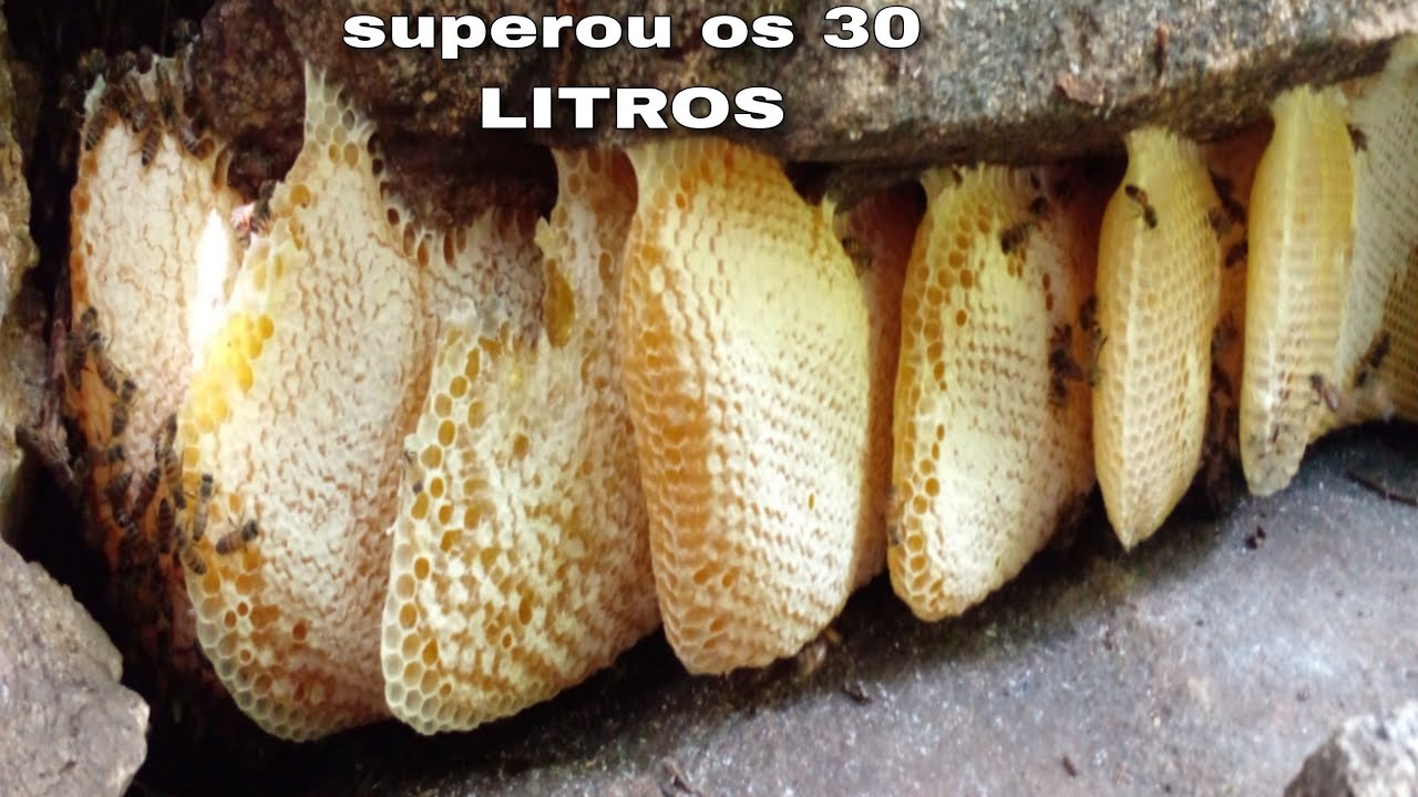 ESSA ABELHA É ENORME SUPEROU TODAS QUE JÁ TIRAMOS🐝