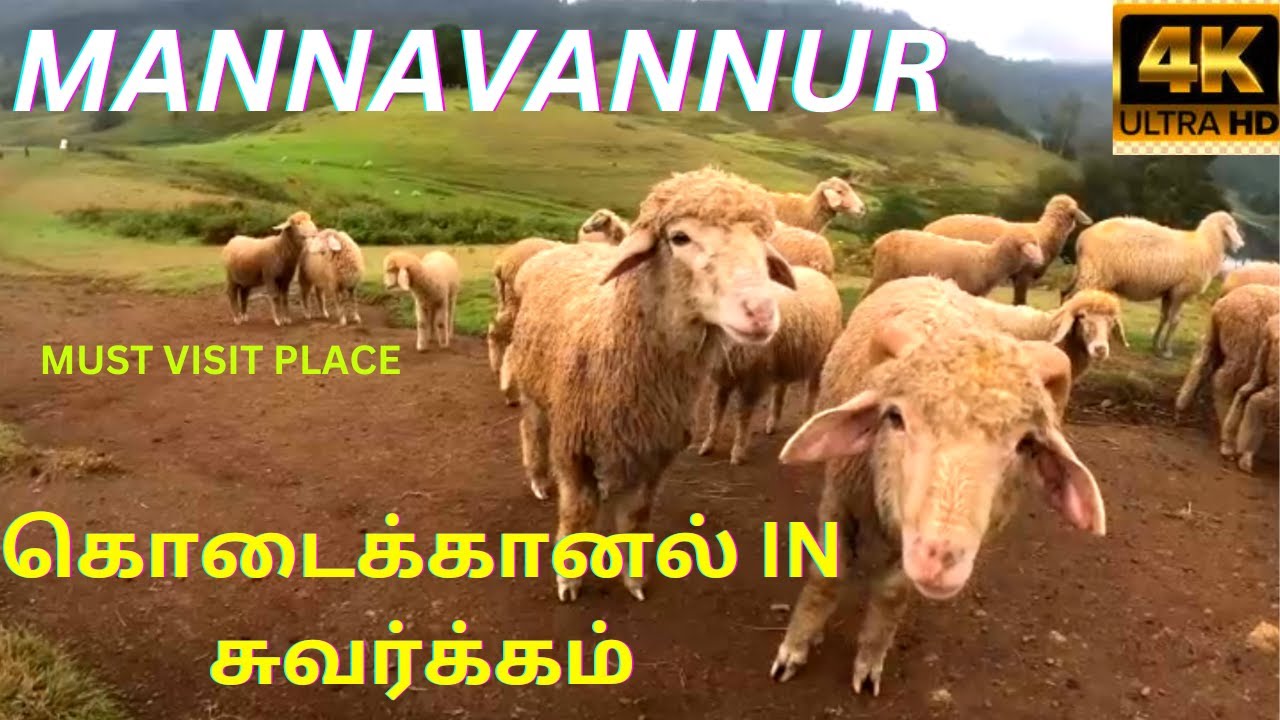 mannavanur/kodaikanal/mini switzerland/sheep farm/rabbit farm