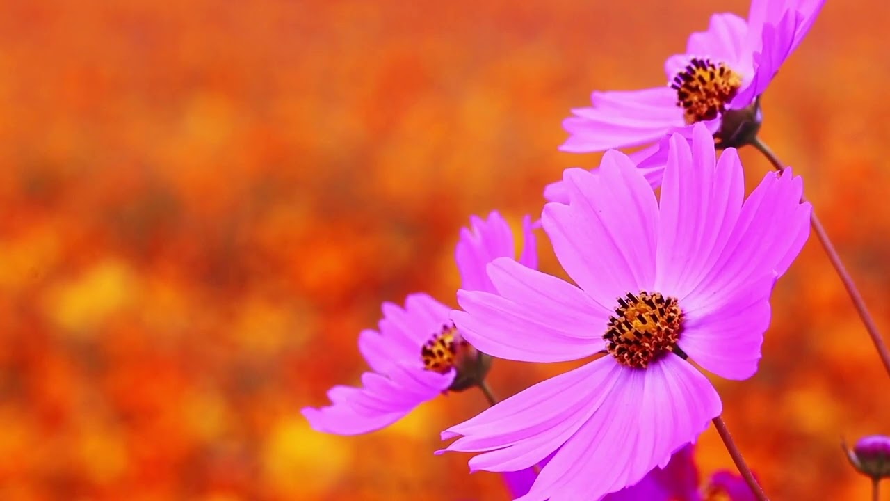 RILASSATI IN 10 MINUTI CON QUESTO SOTTOFONDO | Silva Iotti yoga e Meditazione