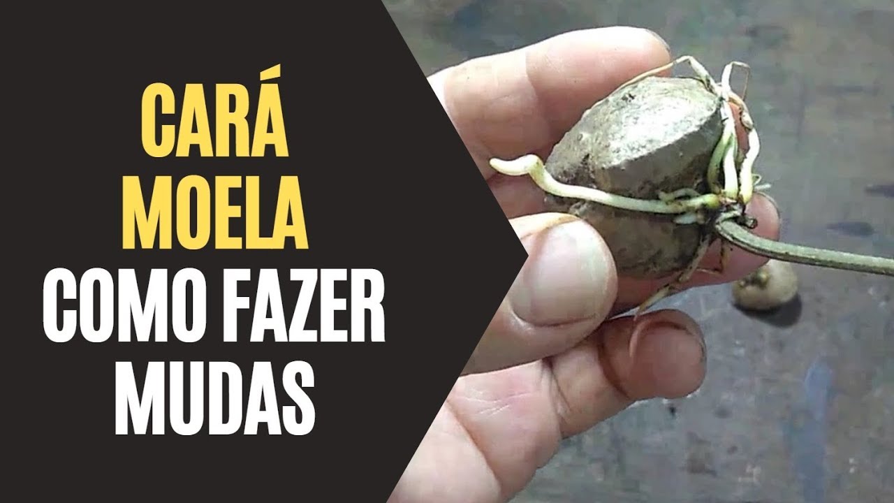 Cará Moela: Como Fazer Mudas