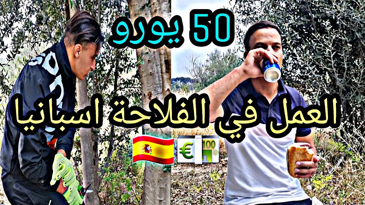 شاهد طريقة العمل في الفلاحة في إسبانيا 🇪🇦50 يورو في اليوم 💶😱