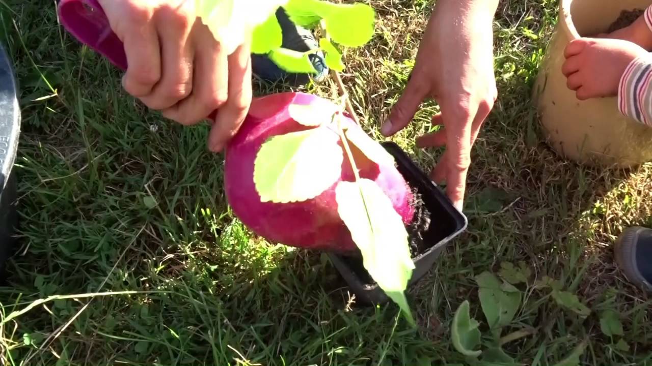 Maulbeeren- 2kg in 10 Minuten ernten, anbauen und vermehren- vegane Rohkost