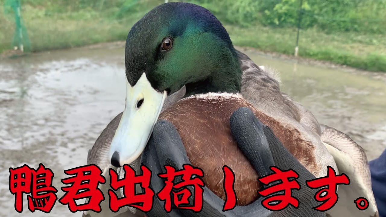 合鴨くん出荷します【合鴨農法の最後】