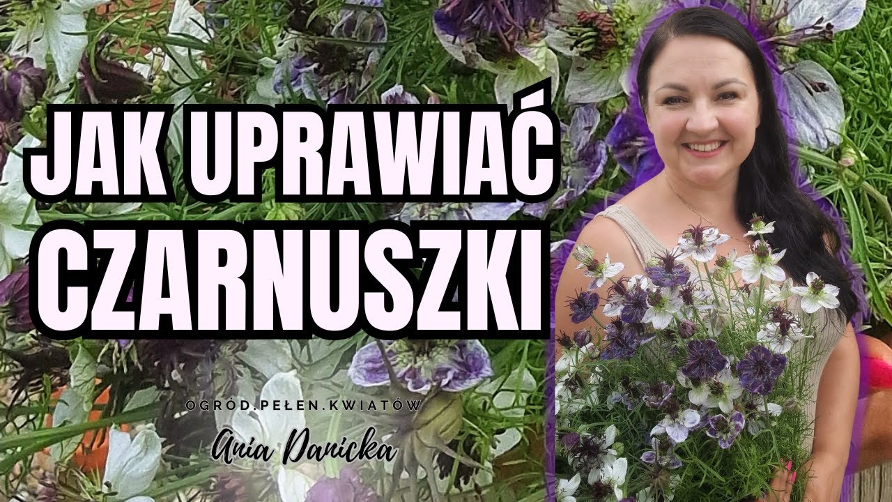 Czarnuszki PAPILLOSY. Jak wysiewać, hodować i ścinać do bukietów czarnuszki. Moje sposoby.