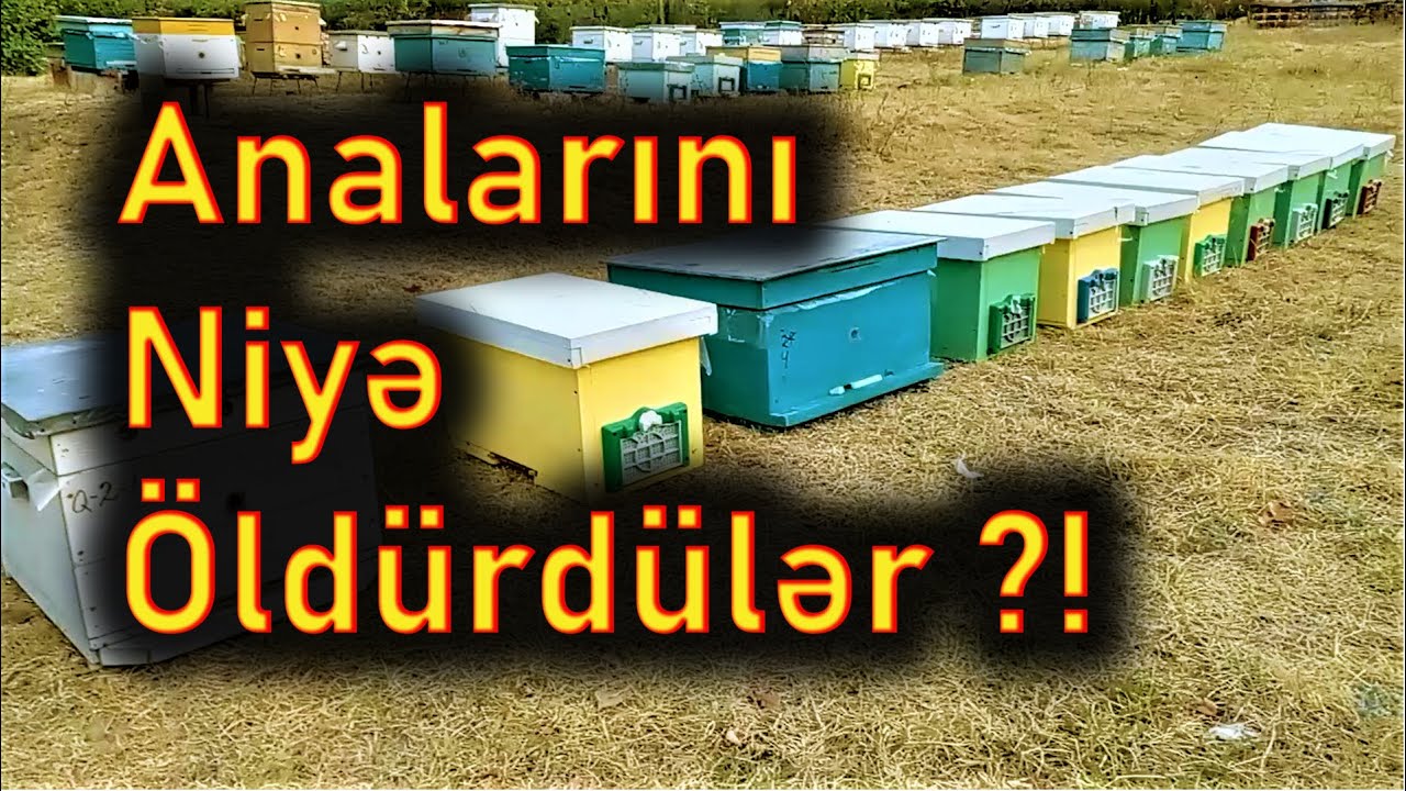 ANALARINI NİYƏ ÖLDÜRDÜLƏR?! | 29 Avqust - Arıçılıqda mövsüm analizi.