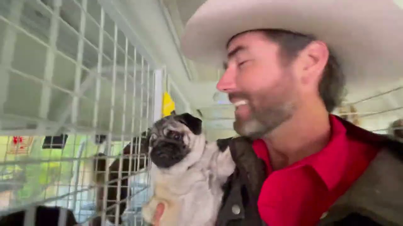 Cutie Pie the Pug puppy’s sister Meeko on her first day - Puppy reunion