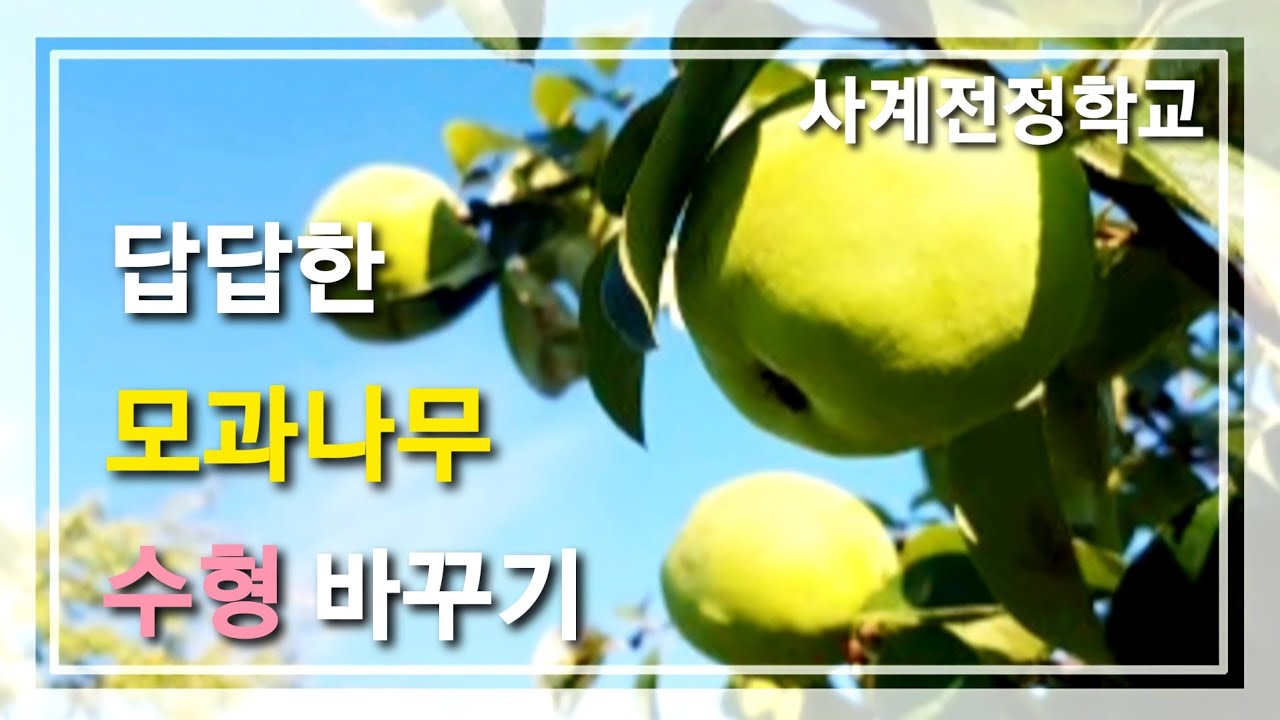답답한 모과나무 수형바꾸기 #43사계전정학교